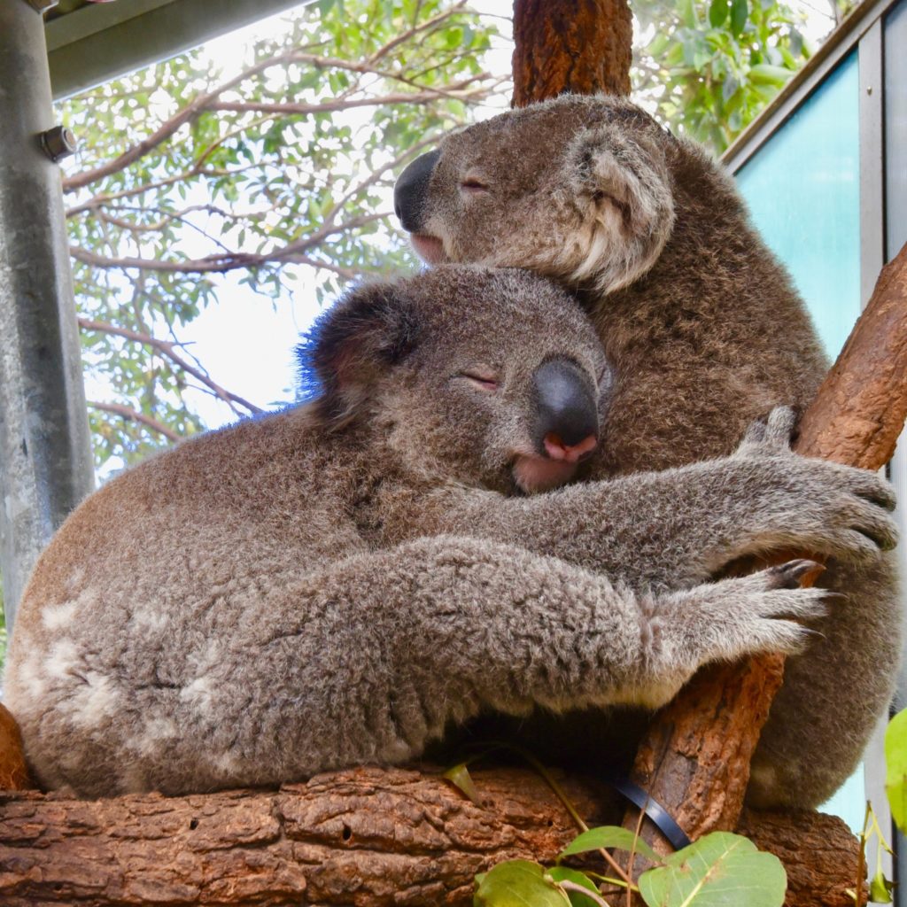 Câlin de Koala - Psychologue Clinicien Anglet